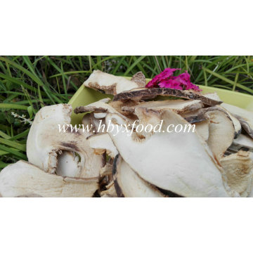 Seta orgánica secada de setas de Matsutake para la venta